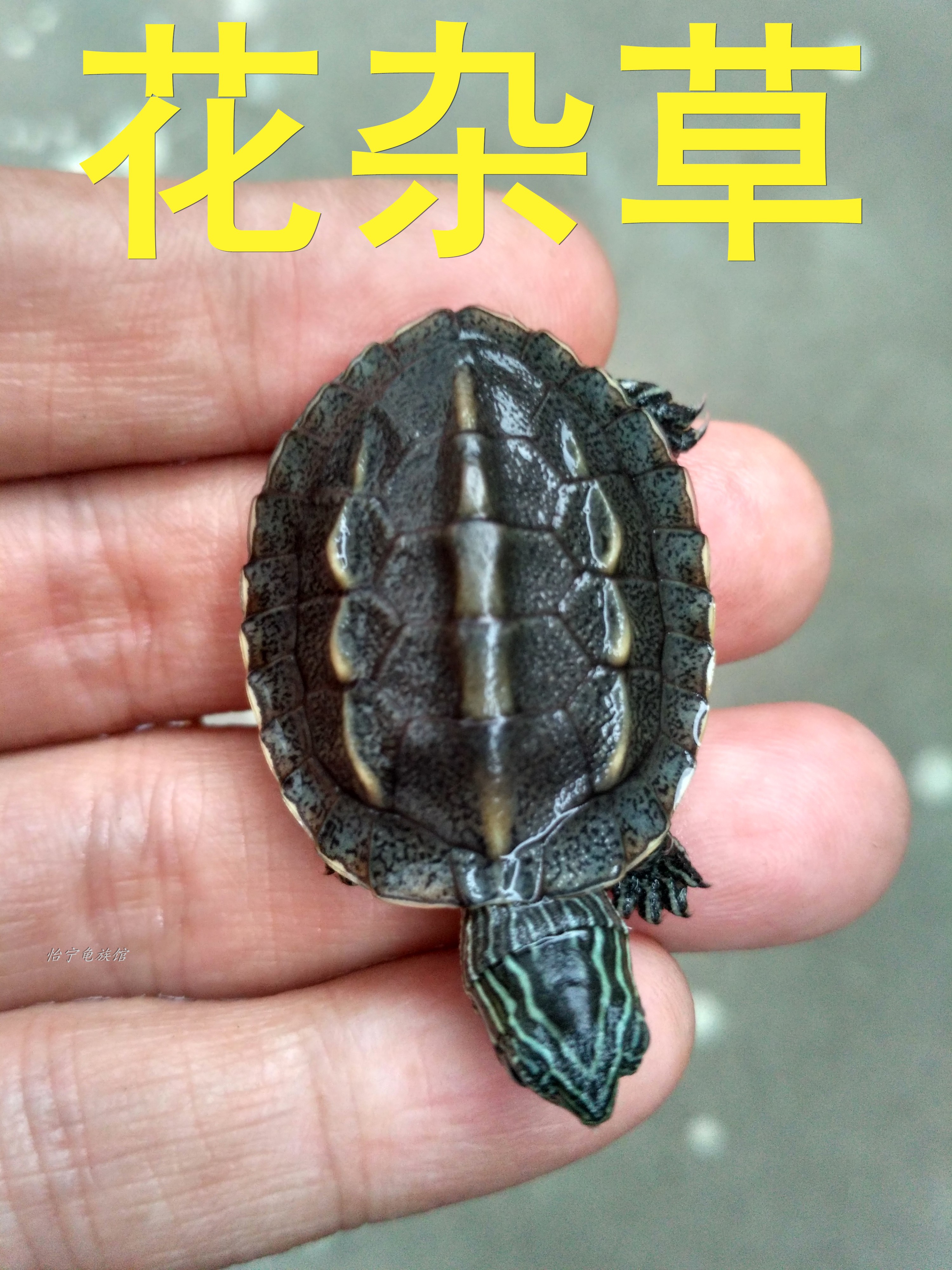 热销草龟 活体_花草杂龟苗中华花龟草龟杂交龟冷水龟全品观赏龟家养小