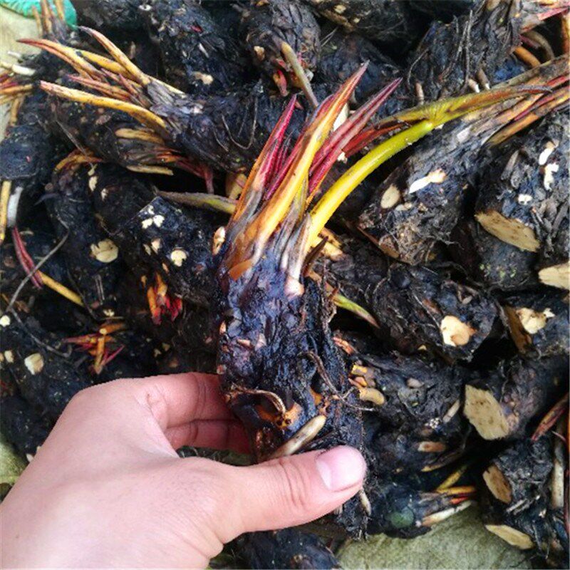 睡莲新品种【德顿】夏季观赏睡莲 水培 根块 盆栽睡莲根块