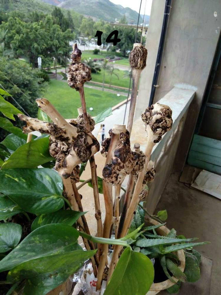 特价根雕_云南黑果树山茶木背锤 健康锤木根雕把玩件树瘤半成品2优惠