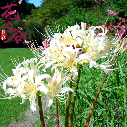 本商品可能已下架,正在自动确认.