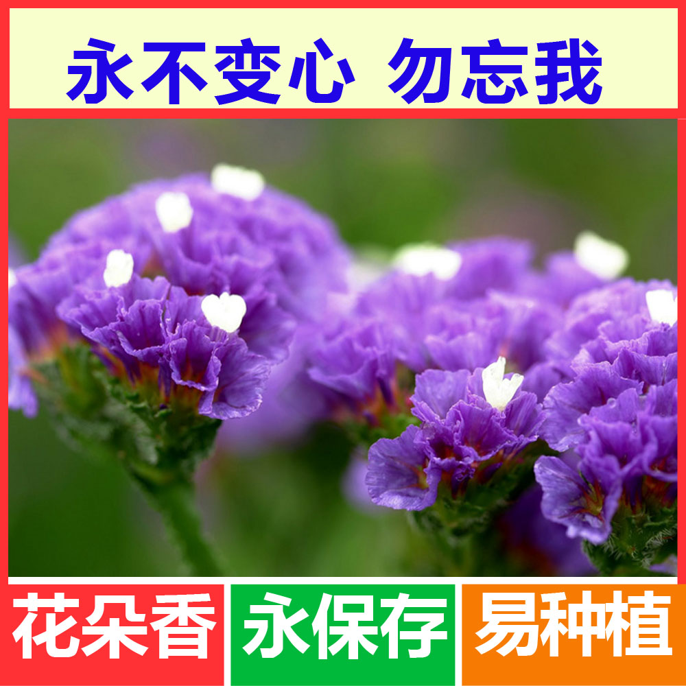 种子盆栽 花卉_18元包邮 勿忘我种子蓝色 观赏花卉阳台盆栽花种子四季
