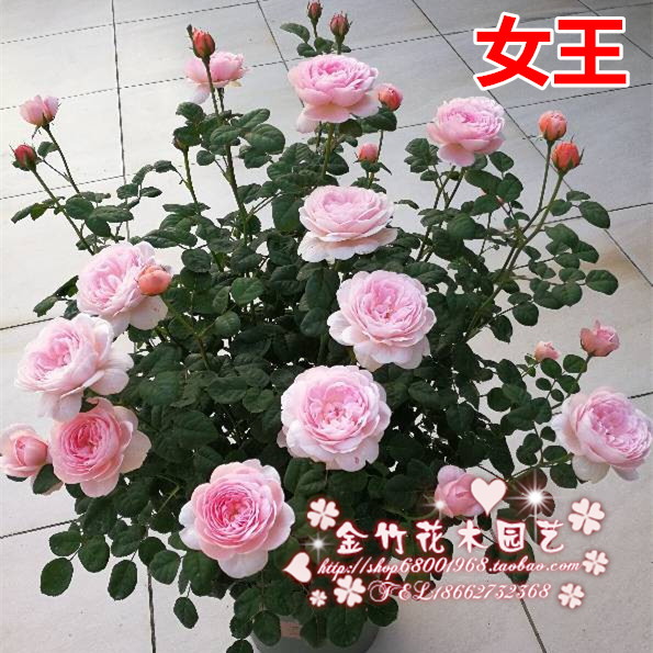 欧月瑞典女王月季花苗 花色柔美藤本月季花苗 清香型 多花蔷薇苗