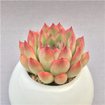 樱桃 多肉植物有根防辐射精养绿植办公室新手萌肉盆栽戚大叔多肉