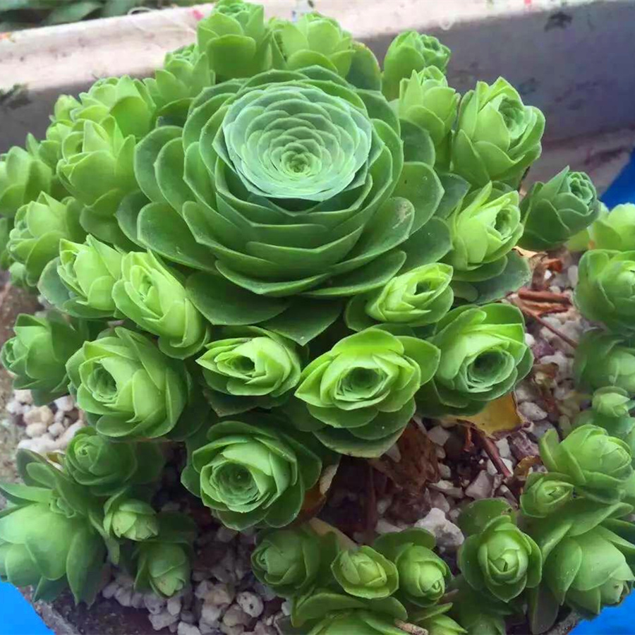 肉肉会社 多肉植物景天科莲花属山地玫瑰粉玫瑰巨型玫瑰鸡蛋玫瑰