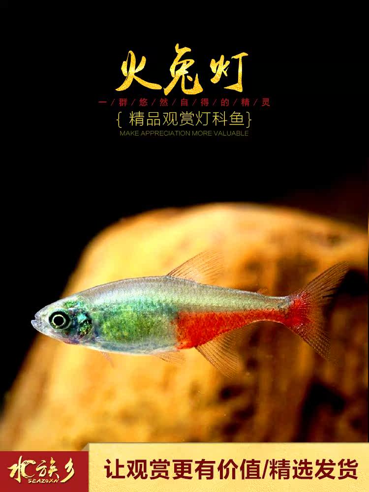 火兔视频-最新videos_火兔视频最新videos_火兔最新网站