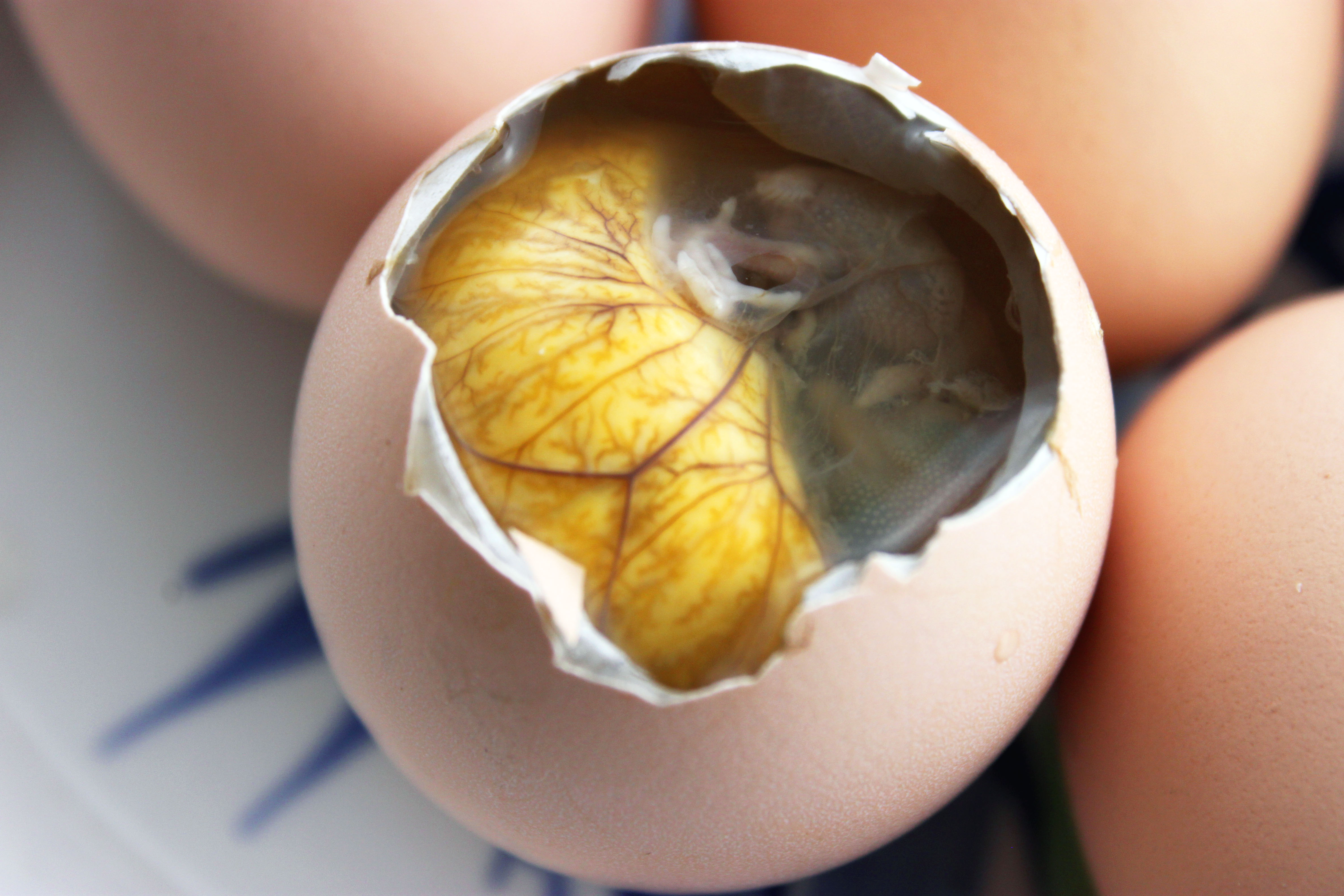 毛鸡蛋包邮熟_南京特产旺蛋包邮活珠子13天活珠子旺鸡蛋毛鸡蛋喜蛋毛