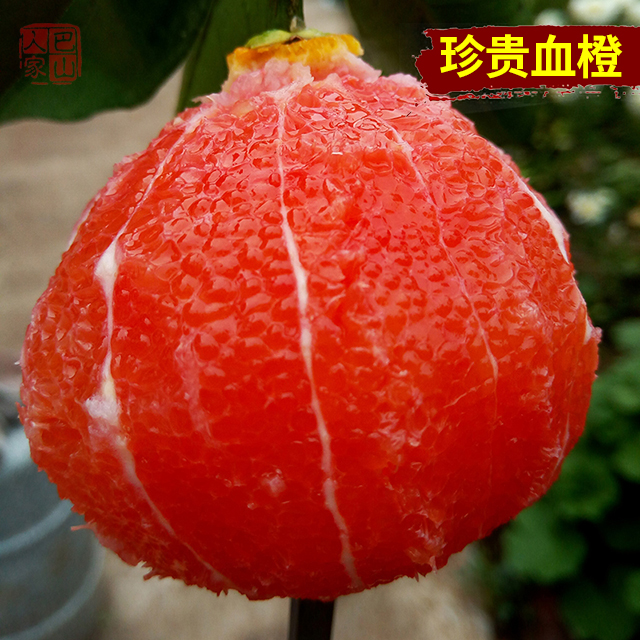 血橙 新鲜10斤包邮红肉橙子水果中华红雪橙当季秭归江西赣南脐橙