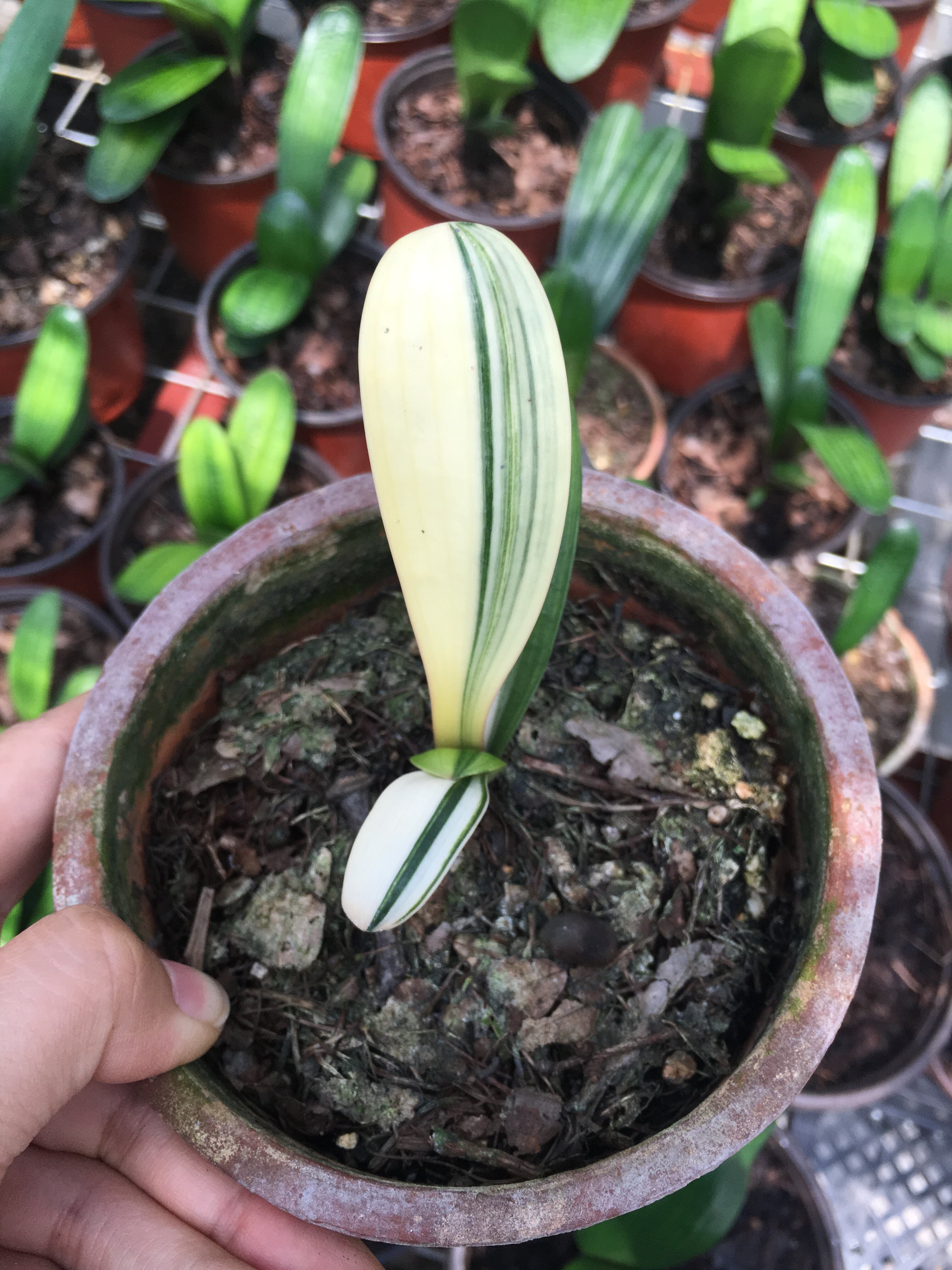 包邮 长春君子兰国兰精品彩兰小苗观赏花卉盆栽绿植金丝彩兰福伦彩