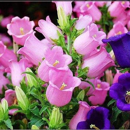 惠惠的花圃 阳台花园盆栽 粉色风铃草盆栽成株苗 超可爱花量巨大