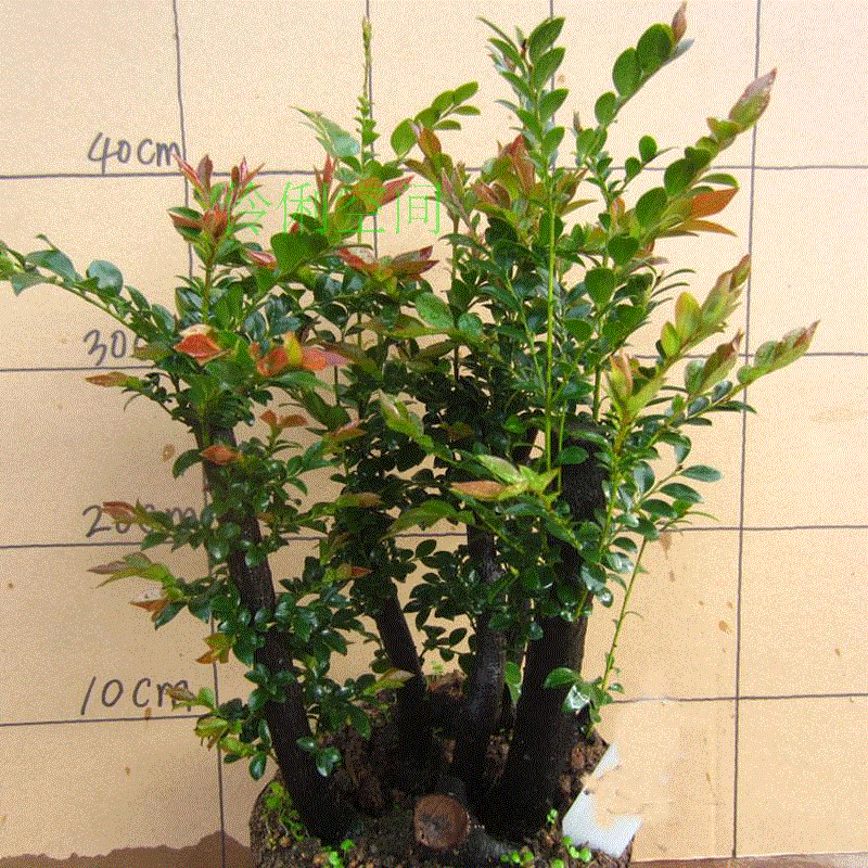 热销檀香木盆栽_小叶檀香紫檀树桩盆景 室内桌面绿植紫檀盆栽 四季