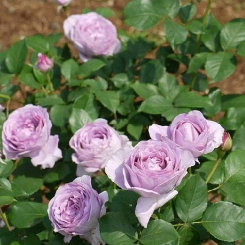 日本灌木蓝色风暴月季花苗扦插苗盆栽大花月季玫瑰花苗带花发货