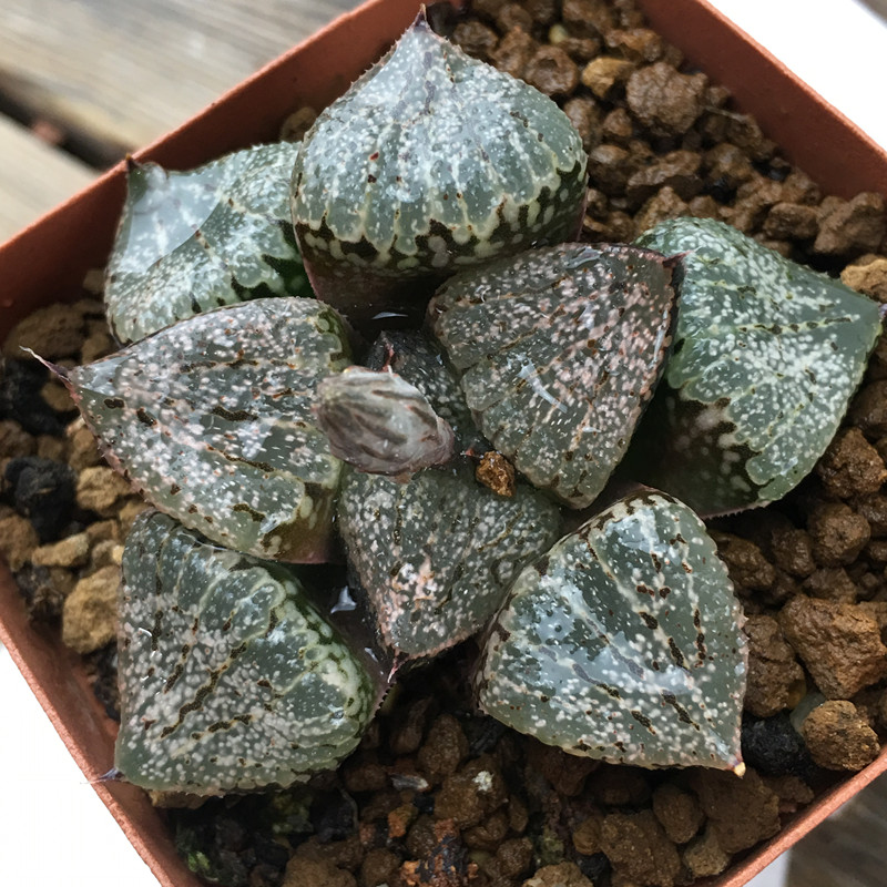 多肉光寿的品种就有这么多?