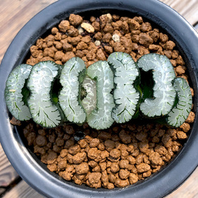 大绳玉扇十二卷万象寿玉露满29包邮一物一拍九天多肉园艺