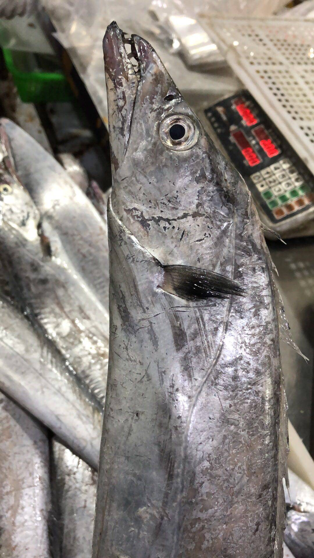 济州岛维生素c片_韩国济州岛 油带鱼 带鱼中的精品优惠券