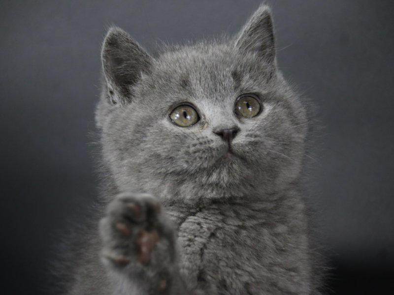胖子大脸猫宠物猫活体幼猫英国短毛猫包子脸英短蓝猫立耳灰色猫优惠券