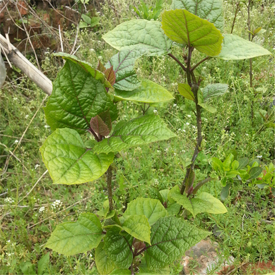 野生臭牡丹新鲜草药矮桐子大红花臭八宝大红袍叶根臭牡丹苗现挖