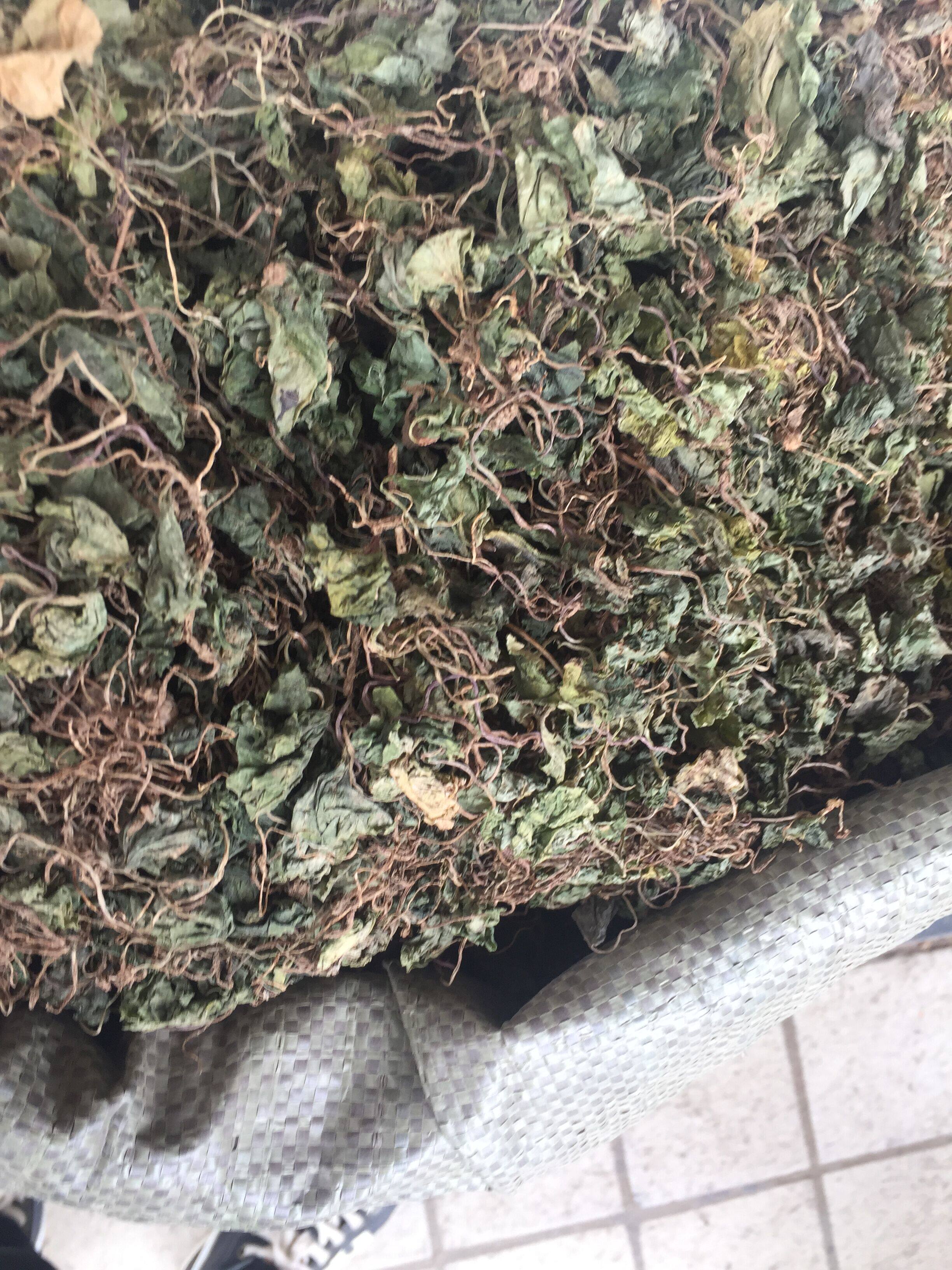 野生中药材干品青天葵 500克包邮独脚天魁 珍珠叶半边伞坠千斤