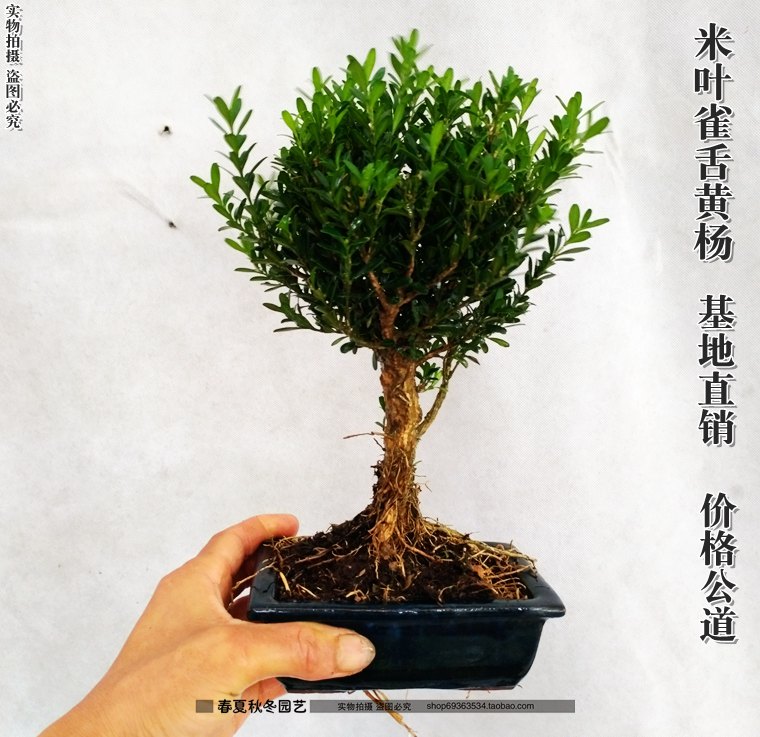 特价雀舌黄杨盆景 珍珠黄杨盆栽 黄杨树苗 室内花卉绿植