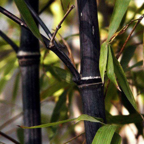 周末男香_黑竹 沉稳的味道 香味图书馆demeter香水 男香女香 香水 2ml