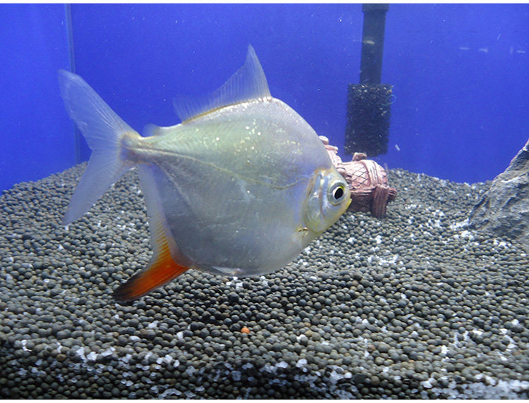 热带观赏鱼豹点虎纹银版翡翠粗线细线银板鱼黑桃a麦洛斯玛活体鱼