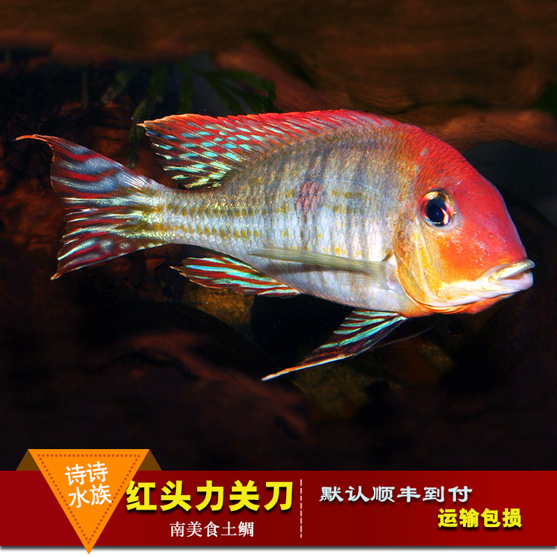 孔雀翎_热带观赏鱼南美食土鲷美洲慈鲷孔雀翎红头力朱巴利关刀龙配鱼