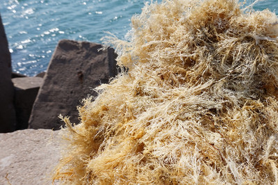 凉粉原料天然野生海冻菜石花冬菜龙须菜干货熬制凉粉海菜2件包邮