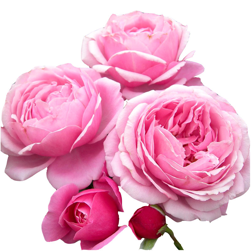 f13以马内利修女/纽曼姐妹青莲居法国月季苗盆栽加仑灌木短藤花卉