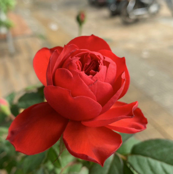 潘多拉苹果花_红苹果 推荐纯正红色淡香多头勤花月季花卉优惠券