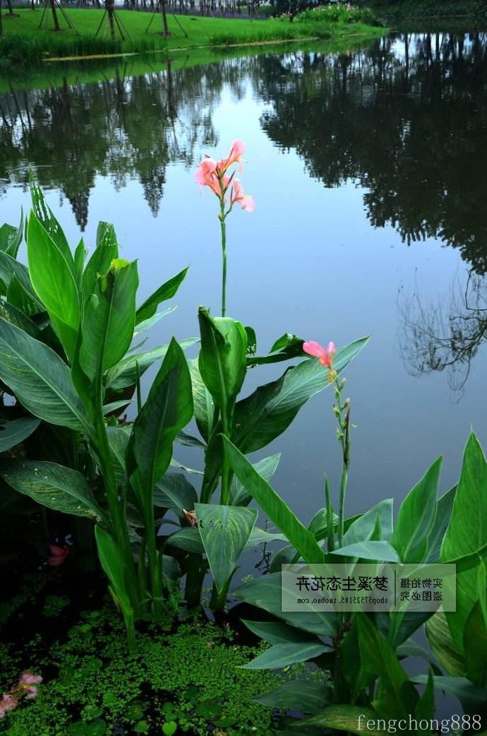 特价挺水植物_水生花卉挺水植物鱼塘池塘植物 净化水质花卉水池造景