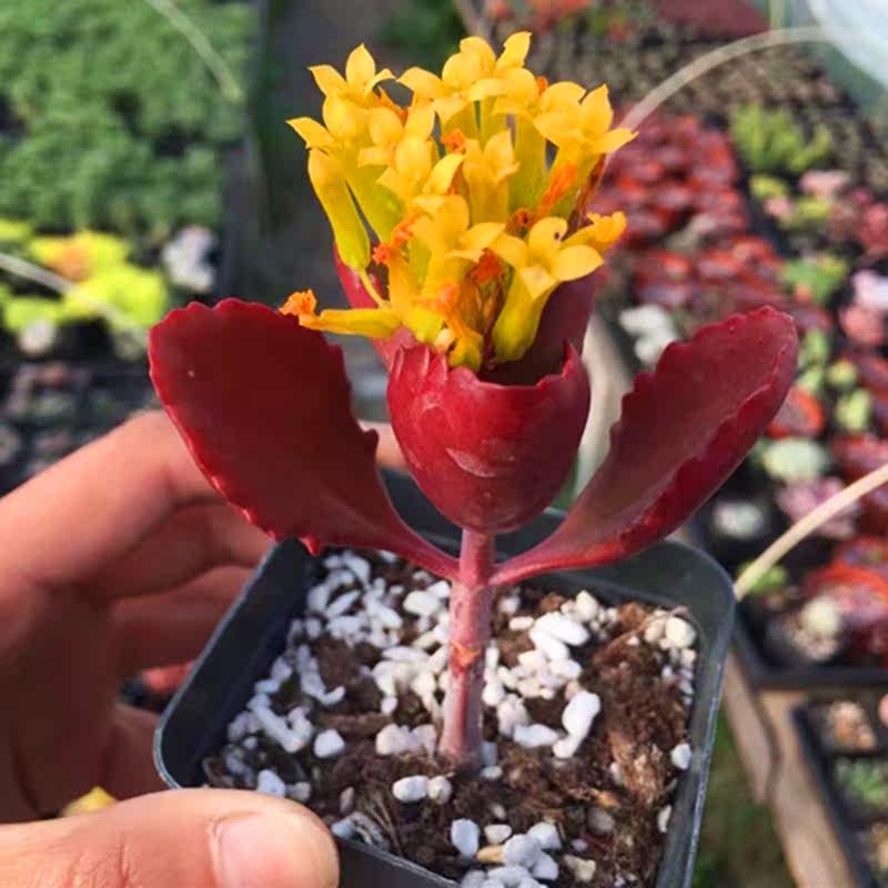 热销办公植物_满额包邮多肉植物【朱莲】室内盆栽绿植花卉防辐射吸