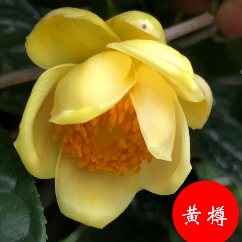 一折茶树苗_黄樽金花茶树苗原生带盆栽包邮名贵珍稀茶花品种植物阳台