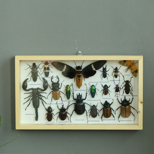 壁虎小屋真昆虫标本小学生科谱生物天牛蝎子金龟子娥教材顺丰包邮