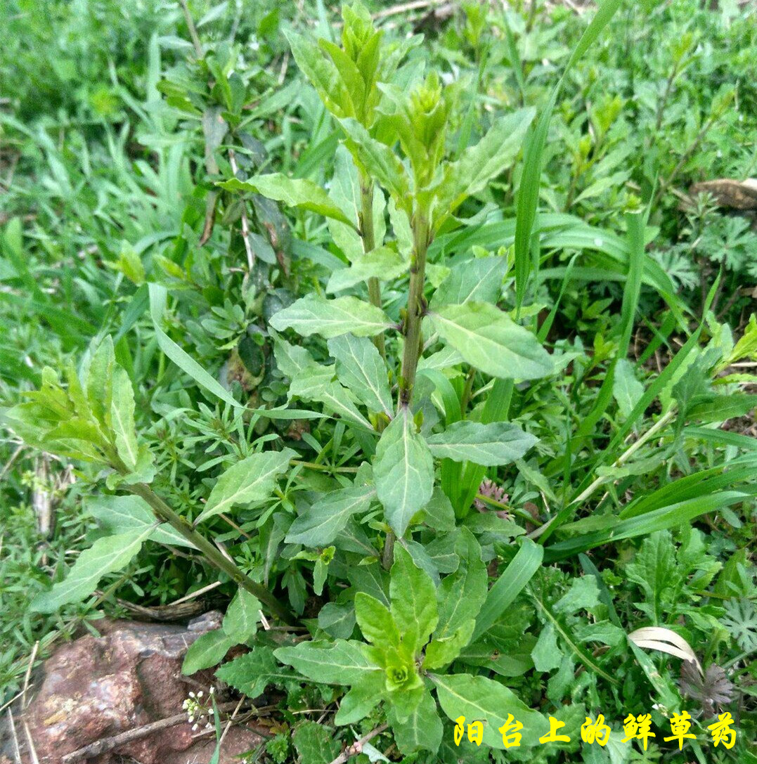 枸杞叶苗叶用枸杞菜苗枸杞苗食用菜用甜菜种子苗野生种根蔬菜盆栽