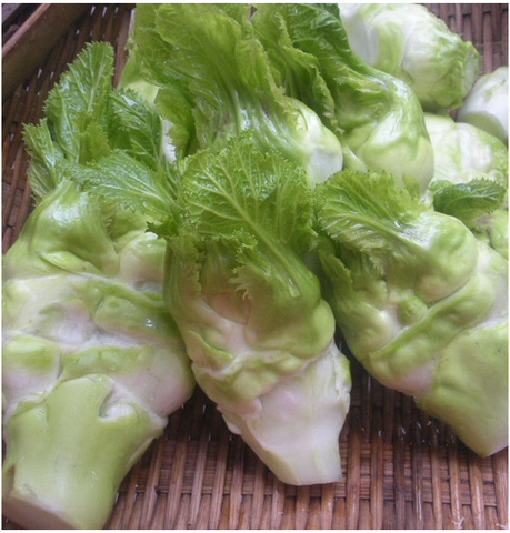 山东本科种业有限公司:好吃的香叶饺子菜种子 叶芥菜种子 青菜种子