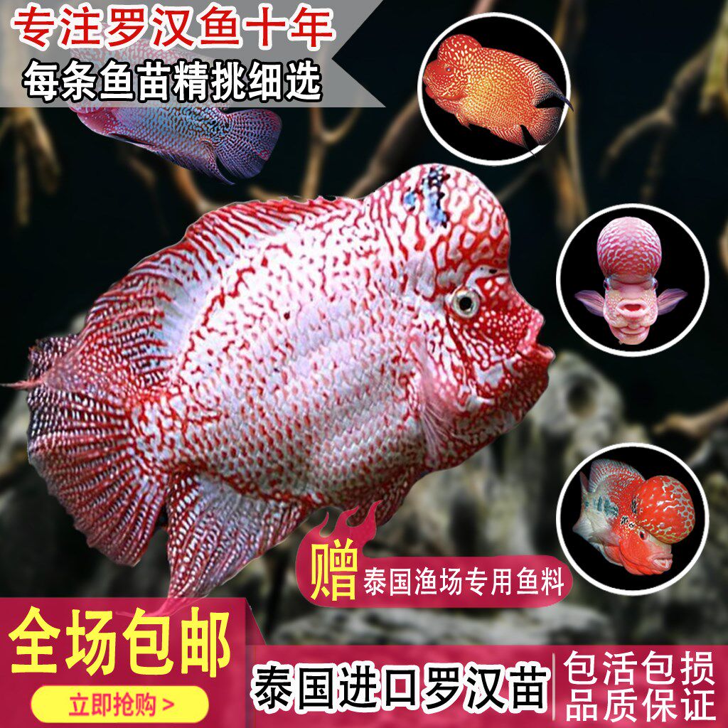 罗汉鱼活体 亚成_优品罗汉鱼苗亚成活体爆头鸿运马骝金花泰金红德萨