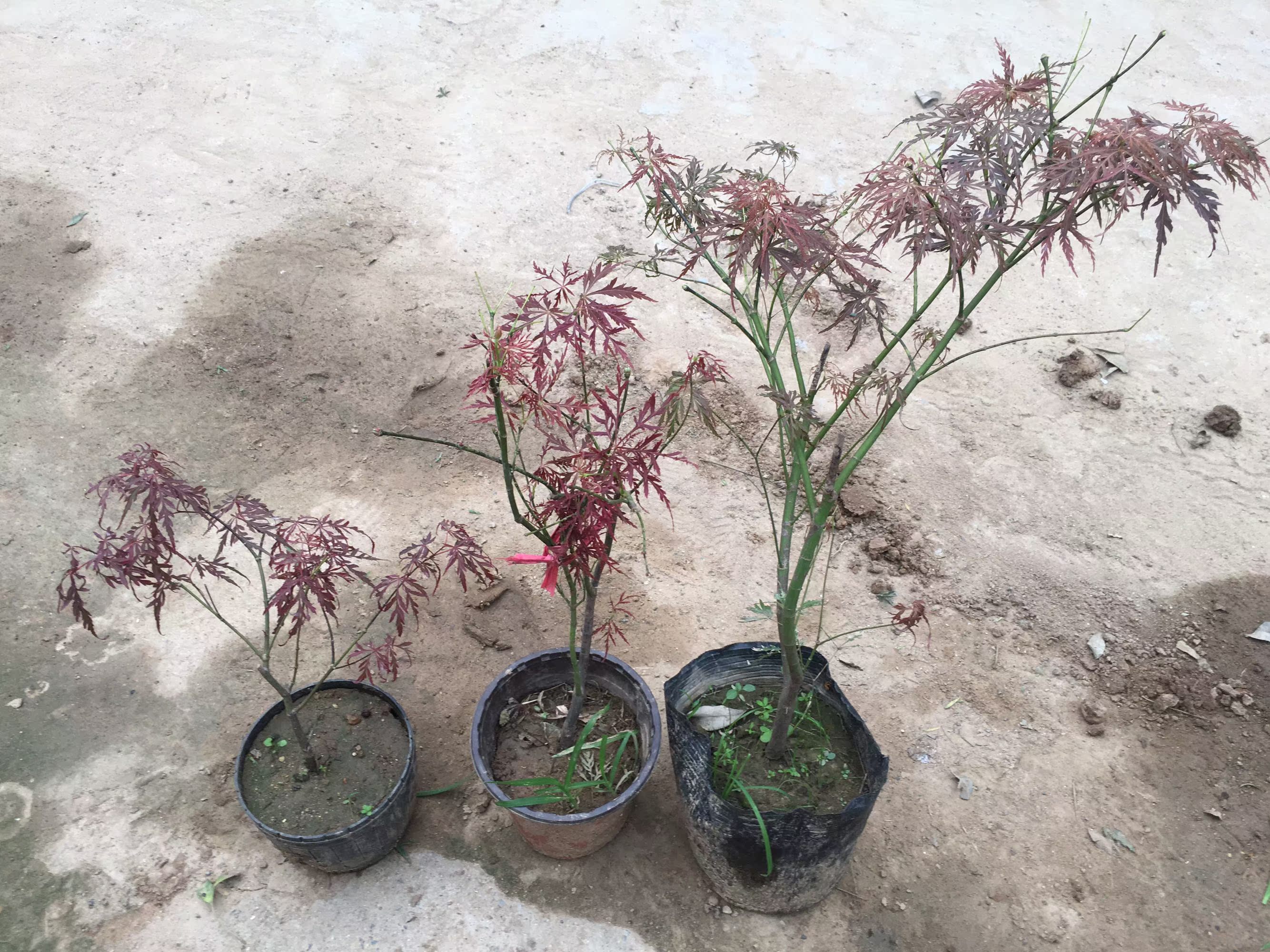 日本红枫植物盆栽 红叶羽毛枫树 嫁接美国红枫树苗 庭院绿化苗木