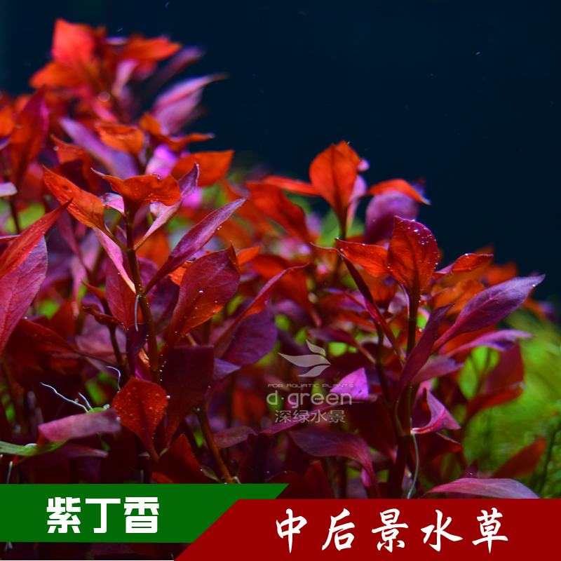 乙肝草缸真鱼缸造景红丁水草后景紫红丁白丁草中丁香有茎类香紫水草香花v乙肝香水图片