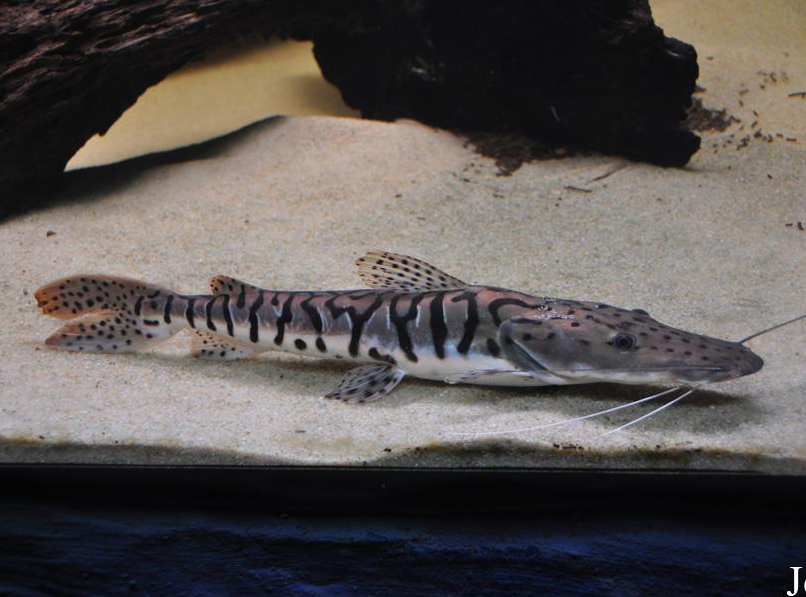 观赏鱼活体 好养_观赏鱼活体 好养折扣优惠券