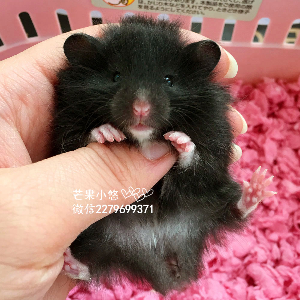 自家繁殖熊仔 长毛熊仔活体 宠物熊 仓鼠黑熊西施熊 金丝熊活体