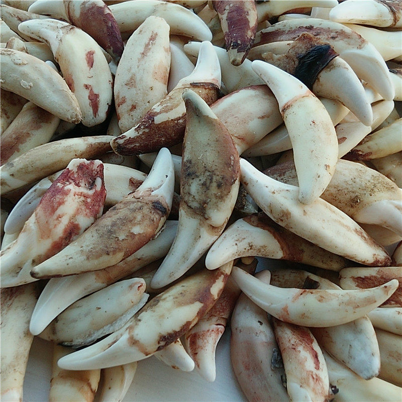 特价狼牙吊坠牙齿_真辟邪狼牙吊坠牙齿天然藏獒牙男士项链黑狗牙手链