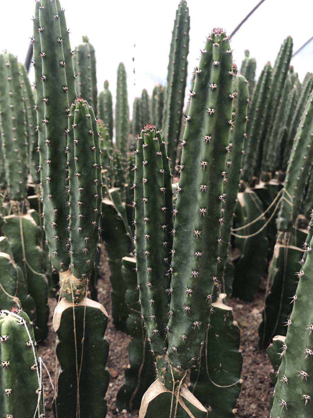 热销德尔玛仙人掌加湿器_漳州嘟嘟仙人柱仙人掌【袖蒲】秀蒲绣浦嫁接