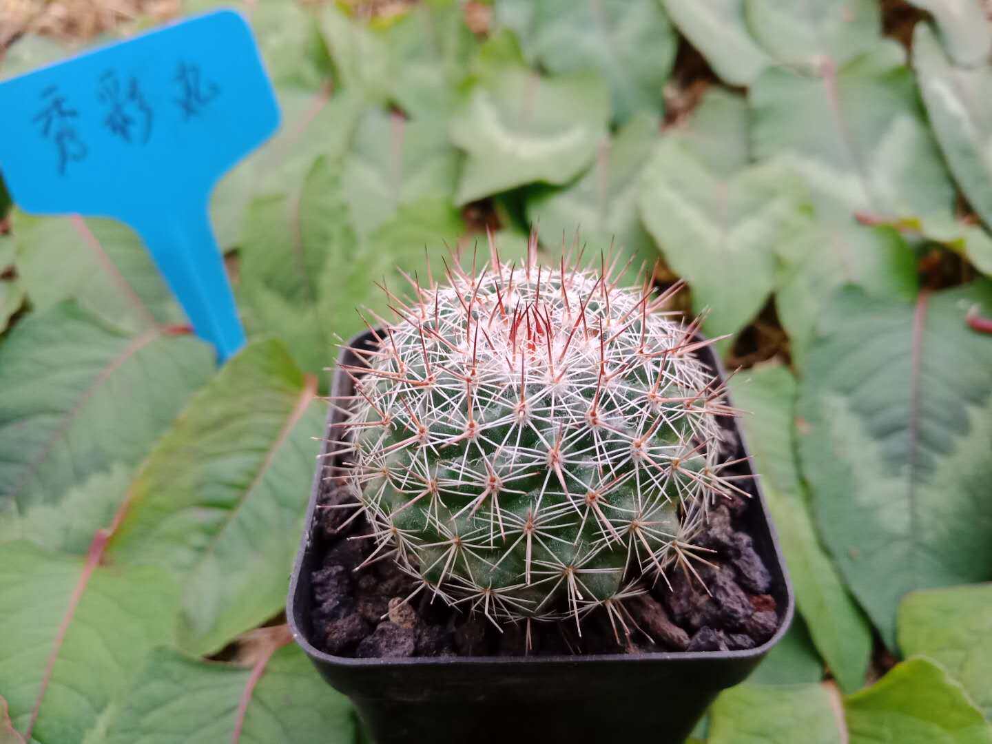 热销秀才_漳州嘟嘟仙人球【秀彩】丸批 发实生苗秀彩秀才进口特殊品种