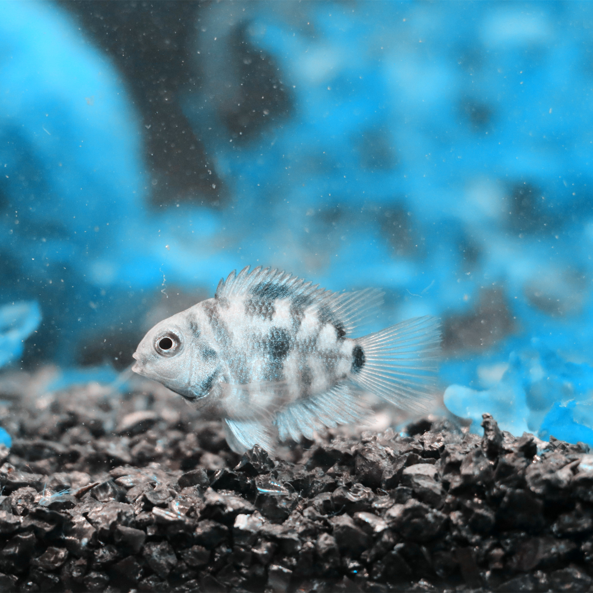 活体鹦鹉_迷你鹦鹉鱼/白金迷你鹦鹉鱼热带鱼观赏鱼活体草缸淡水新手鱼