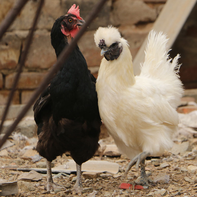 正宗土鸡_【买一送一】正宗白凤乌鸡合农家散养土鸡乌骨鸡优惠券