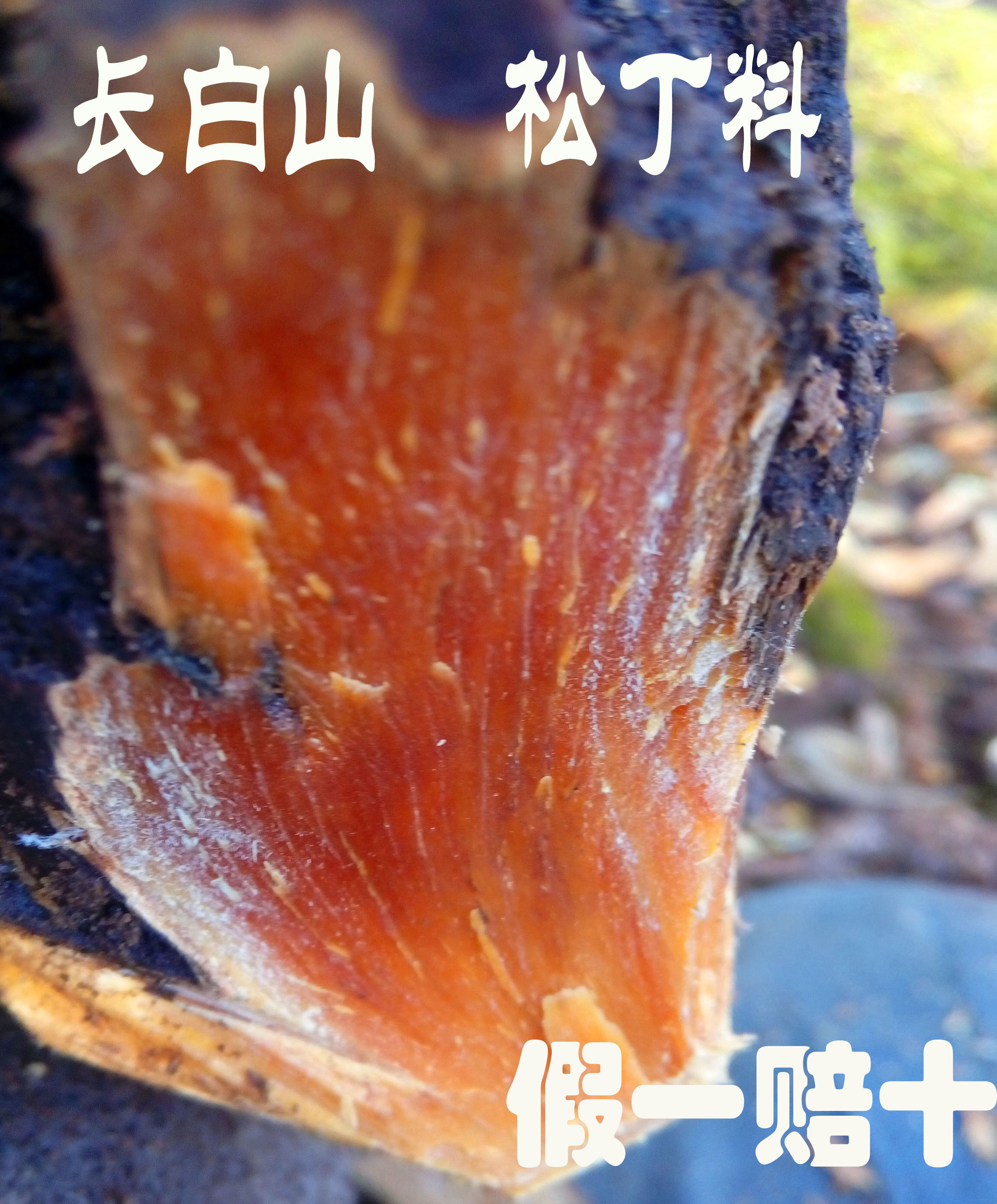 东北松树明子木红松明子木琥珀木红松明丁手串料明子包雕刻料diy