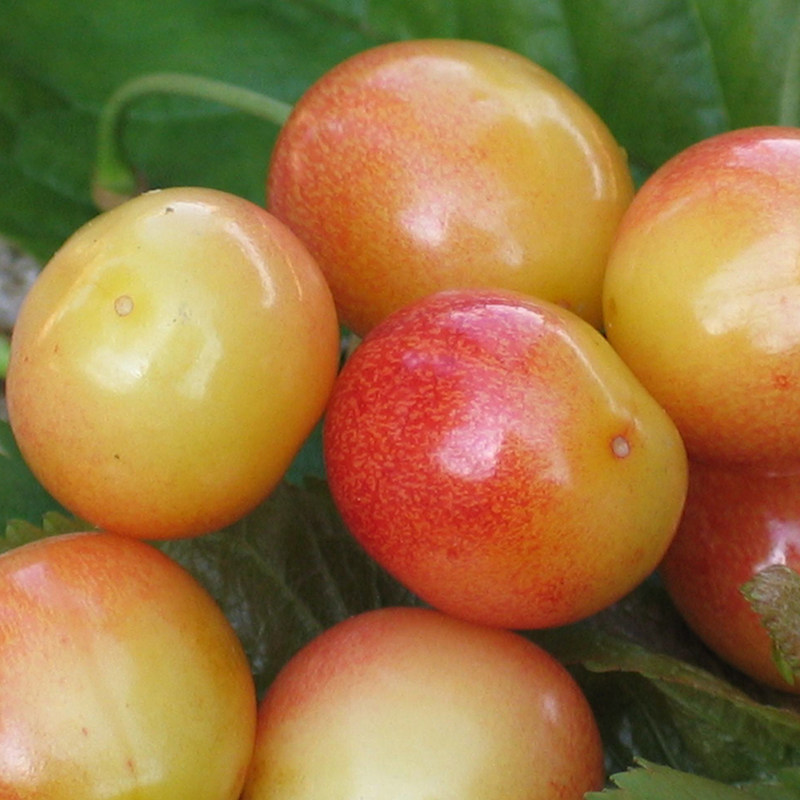 预售国产车厘子黄水晶黄蜜山东大樱桃新鲜水果孕妇农家自种3斤