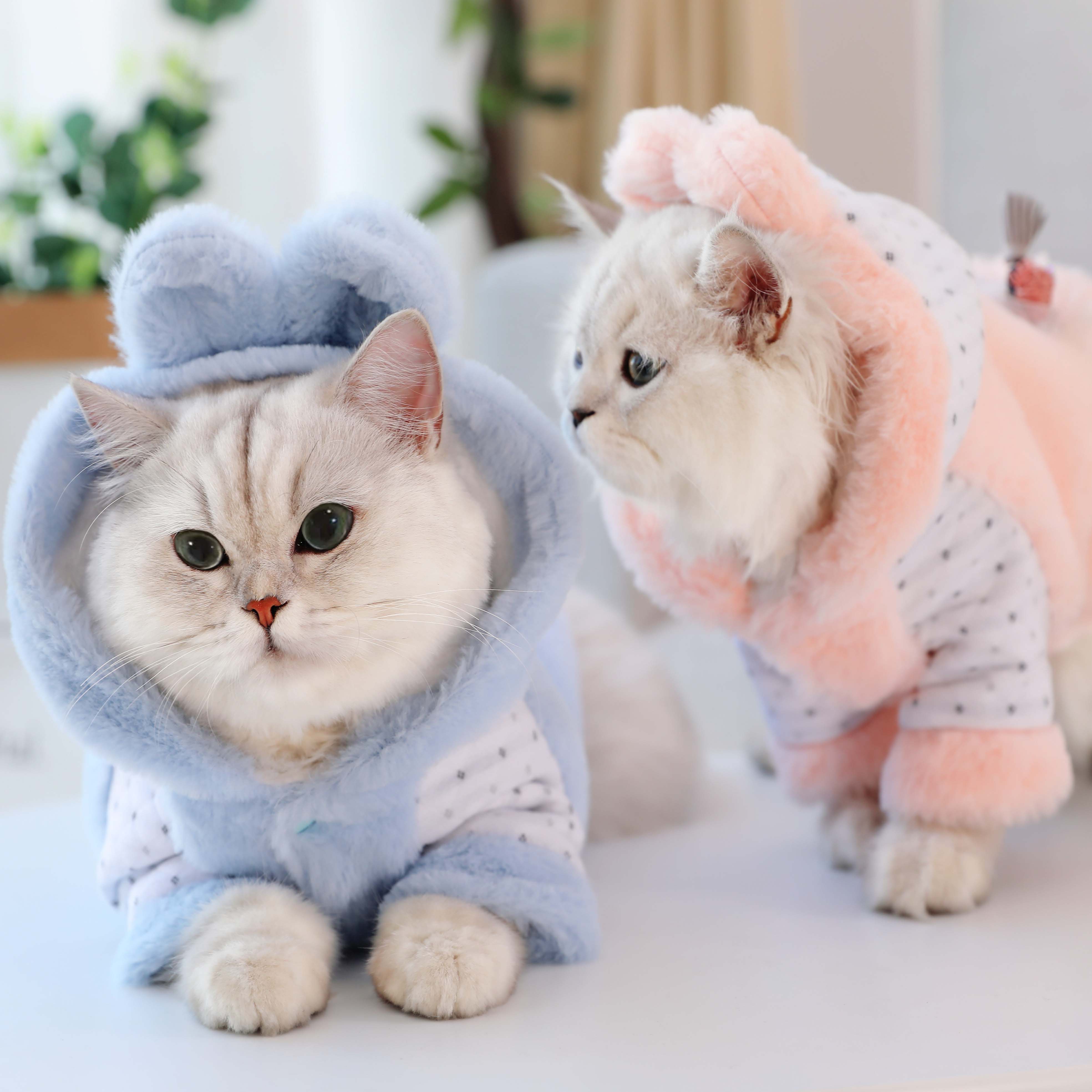 特价折耳猫衣服