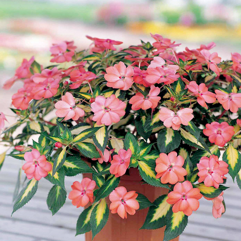 花卉盆栽 阳台 室内_桑蓓斯凤仙花夏季种四季开花阳台庭院室内盆栽