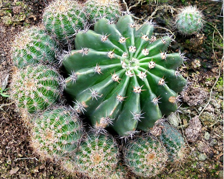 可食用可以开花多肉植物 仙人球 可食用 药用草球彩草防辐优惠券
