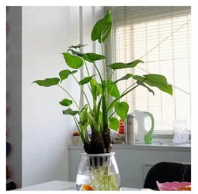 水培花卉植物室内花 吸甲醛_滴水观音水培 千手多头霸王芋盆栽室内吸